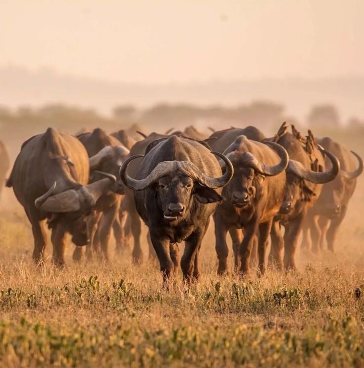 Mikumi National Park